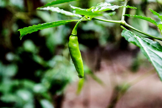 Sabor del mes: Barra de chocolate ají Yuquitania